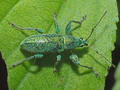 Phyllobius arborator