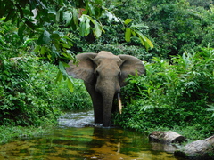 Loxodonta cyclotis