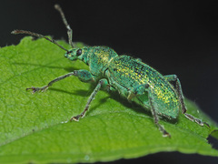 Phyllobius arborator