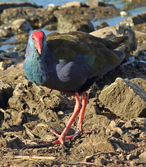 Porphyrio madagascariensis
