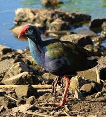 Porphyrio madagascariensis