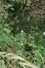 Pavonia columella