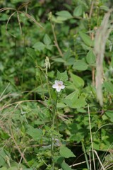 Pavonia columella