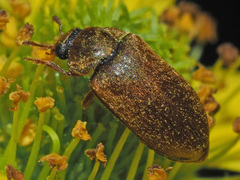 Byturus ochraceus