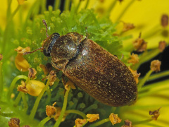 Byturus ochraceus