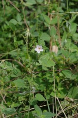 Pavonia columella