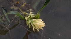 Myriophyllum aquaticum