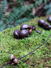 Paradoxurus hermaphroditus