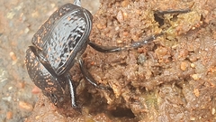 Scarabaeus bohemani