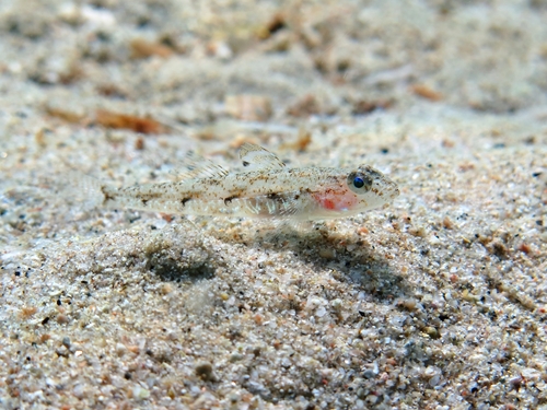 Four-spotted goby (Deltentosteus quadrimaculatus) — Gobiidae