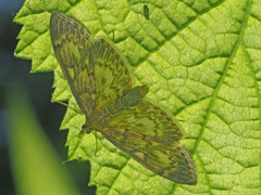 Anania lancealis