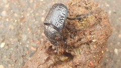 Scarabaeus bohemani
