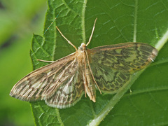 Anania lancealis