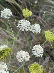 Trachymene composita
