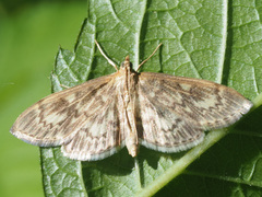Anania lancealis
