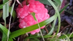 Pomacea canaliculata