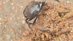 Scarabaeus bohemani
