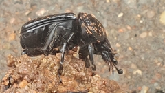Scarabaeus bohemani
