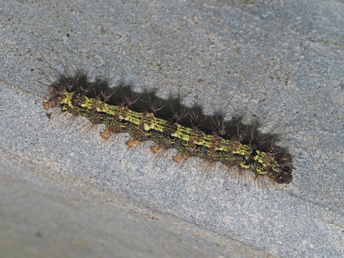 Buff Footman