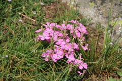 Dianthus pavonius