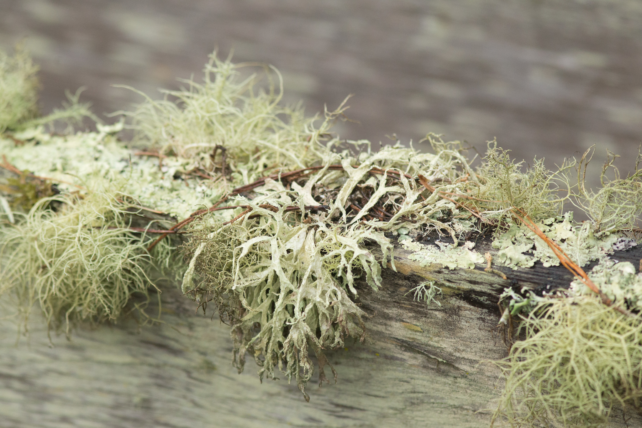 Evernia prunastri image