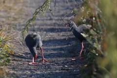 Porphyrio madagascariensis