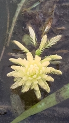 Myriophyllum aquaticum