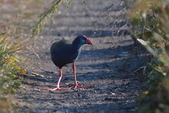 Porphyrio madagascariensis