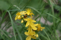 Hypericum richeri richeri