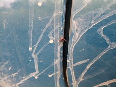 Dermacentor reticulatus