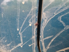 Dermacentor reticulatus