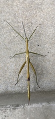 Didymuria violescens