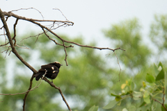 Myrmecocichla arnotti