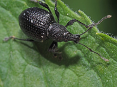 Otiorhynchus gemmatus