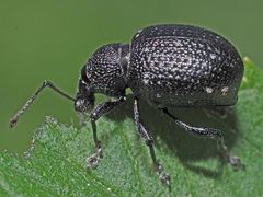 Otiorhynchus gemmatus