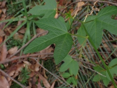 Passiflora cinnabarina