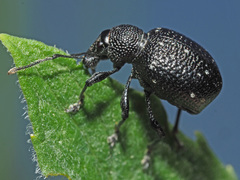 Otiorhynchus gemmatus