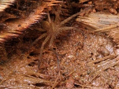 Sparassidae