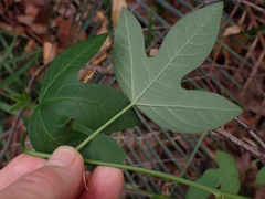 Passiflora cinnabarina