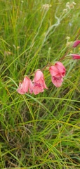 Gladiolus crassifolius