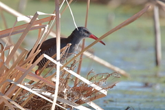 Rallus caerulescens