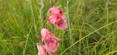 Gladiolus crassifolius