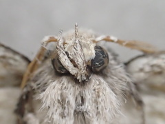 Xyloryctidae