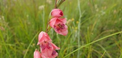 Gladiolus crassifolius