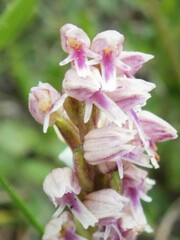 Neotinea maculata
