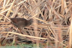Rallus caerulescens