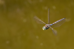 Zosteraeschna minuscula