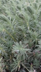 Myriophyllum aquaticum