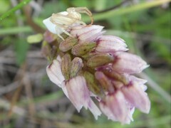Neotinea maculata