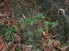 Passiflora cinnabarina